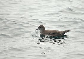 Shearwater, Sooty, 2006-07081707 Hyannis, MA